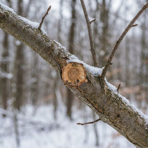 close-up of a clean, healed pruning cut