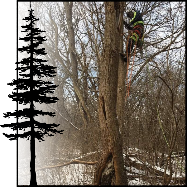White Pine Tech Trimming a Tree