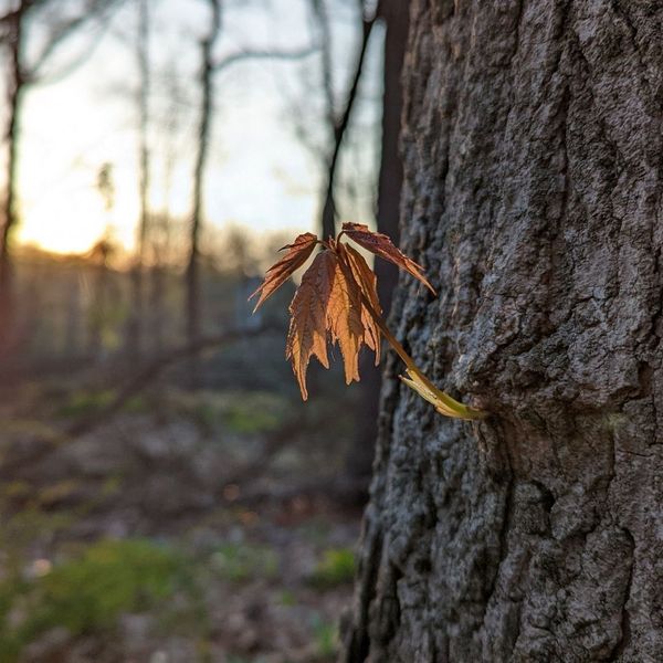 Is My Tree Dead - IMG 4.jpg