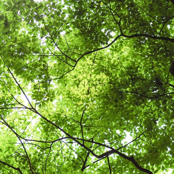 Is My Tree Dead - IMG 3.jpg