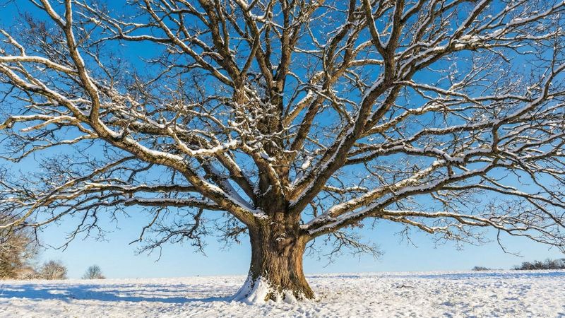 large oak tree in all its winter glory large oak tree in all its winter glory