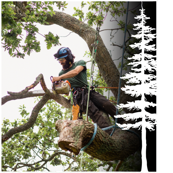 man harnessed to tree and removing a branch