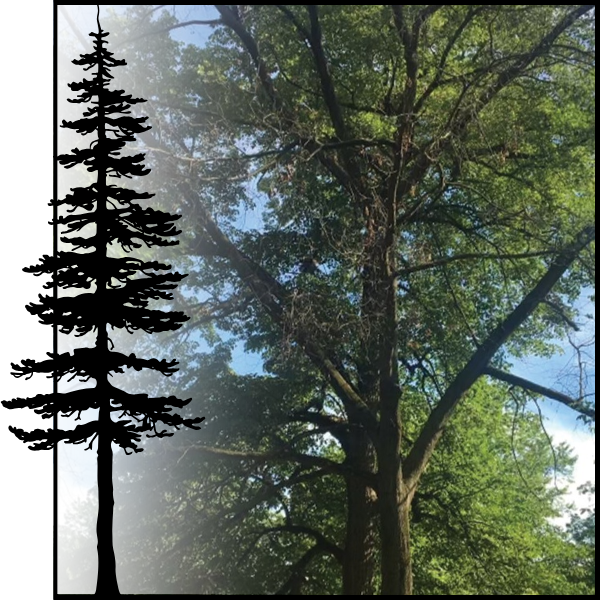 Tree Removal1.png