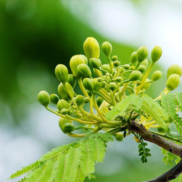 Is My Tree Dead - IMG 2.jpg