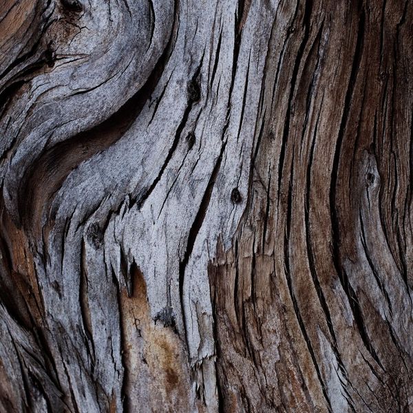 close up of tree bark