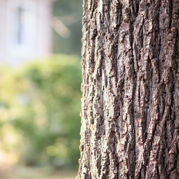 Is My Tree Dead - IMG 1.jpg