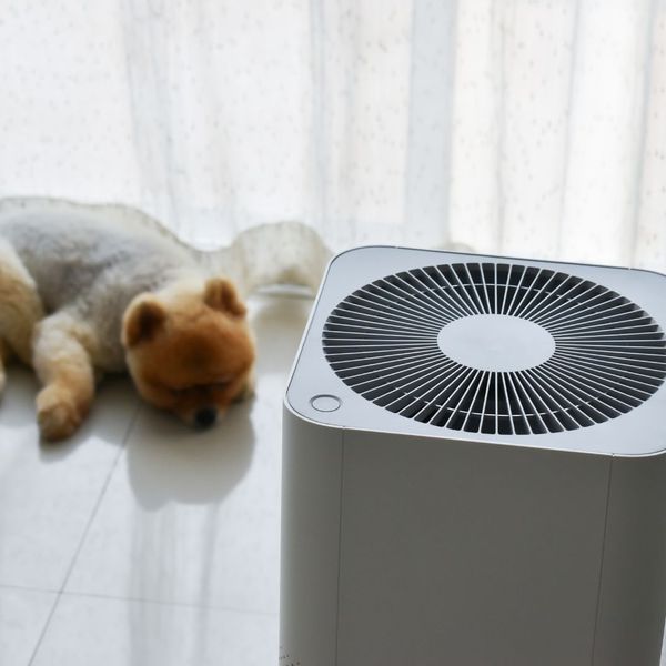 Dog and air purifier 