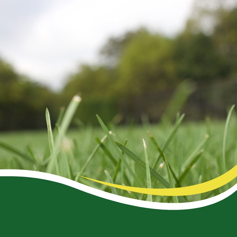 grass.