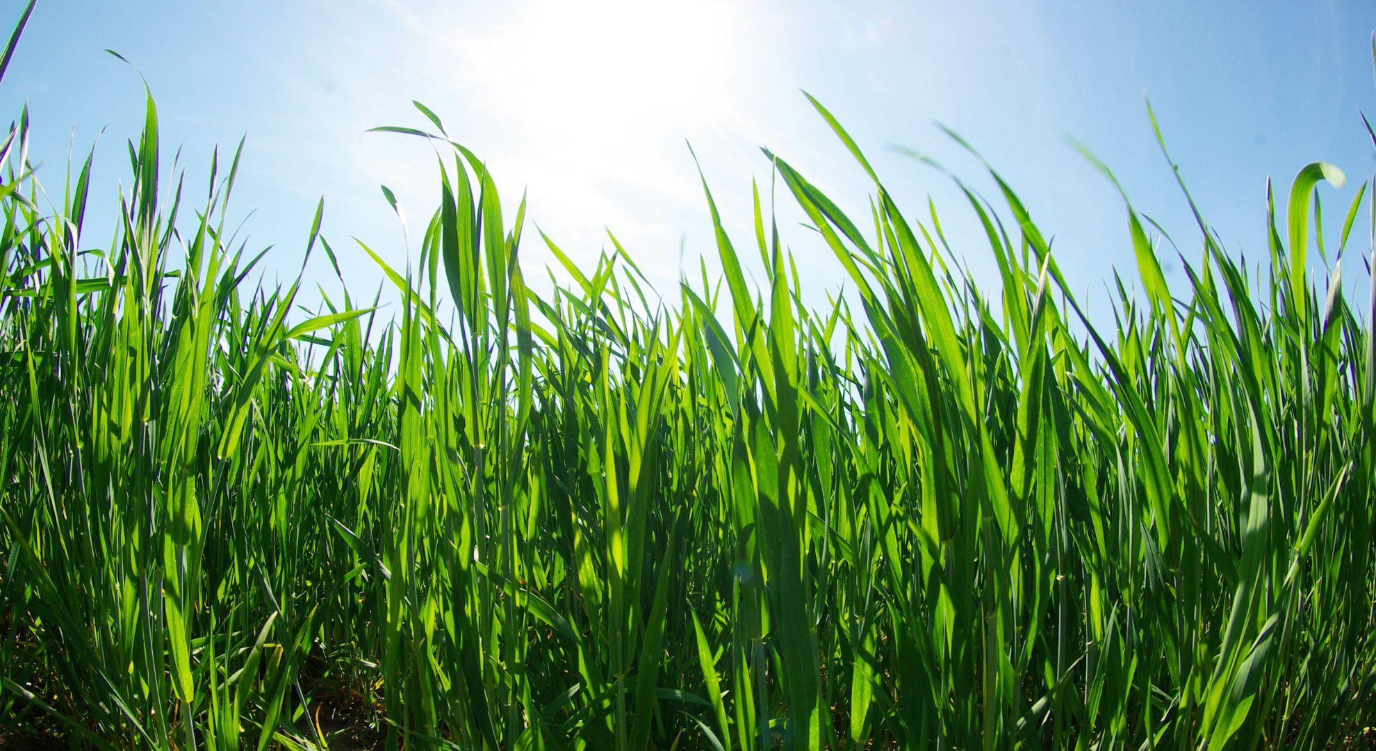 grass.