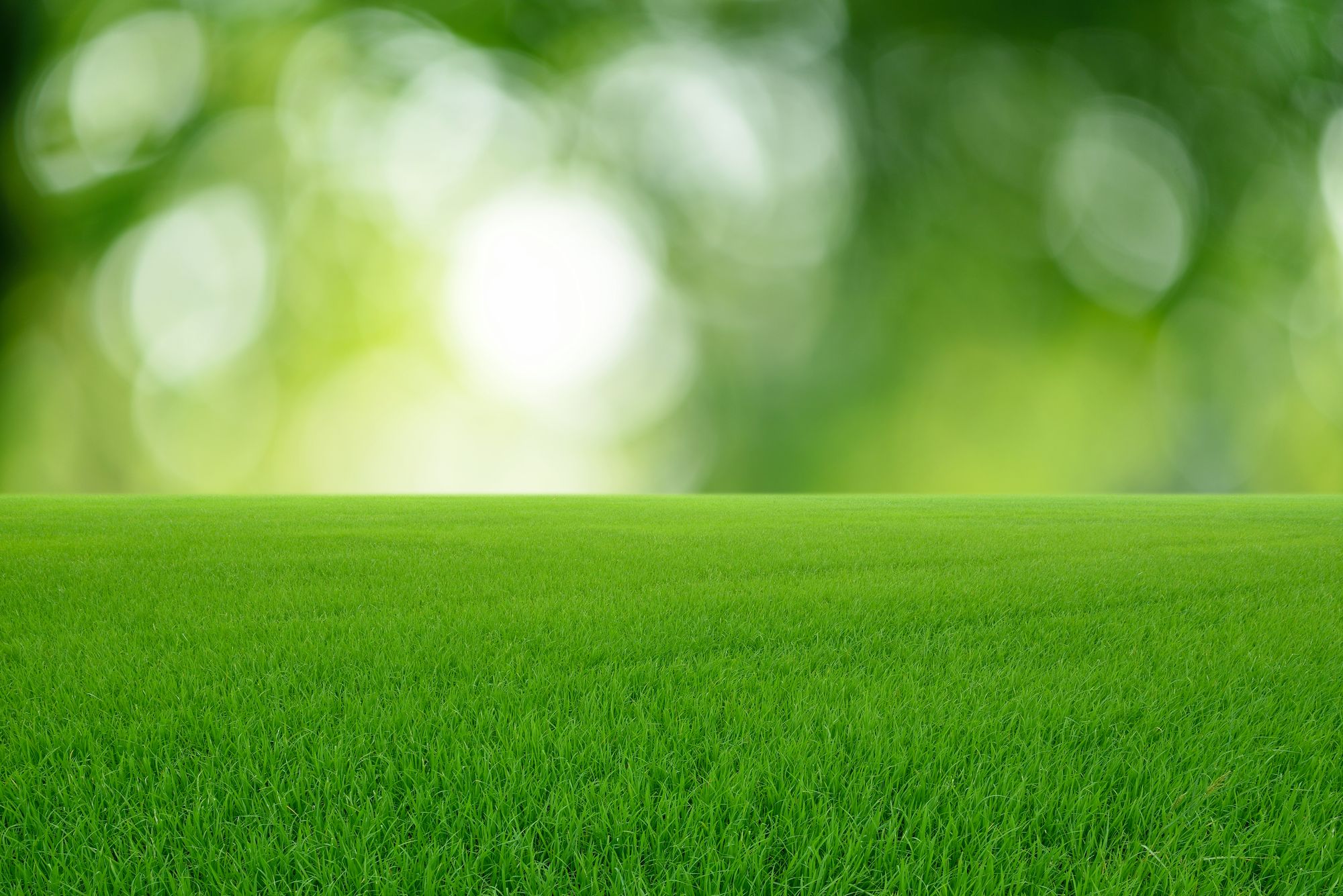 green gras forefront with green blur background-use for main backdrop of website.jpg