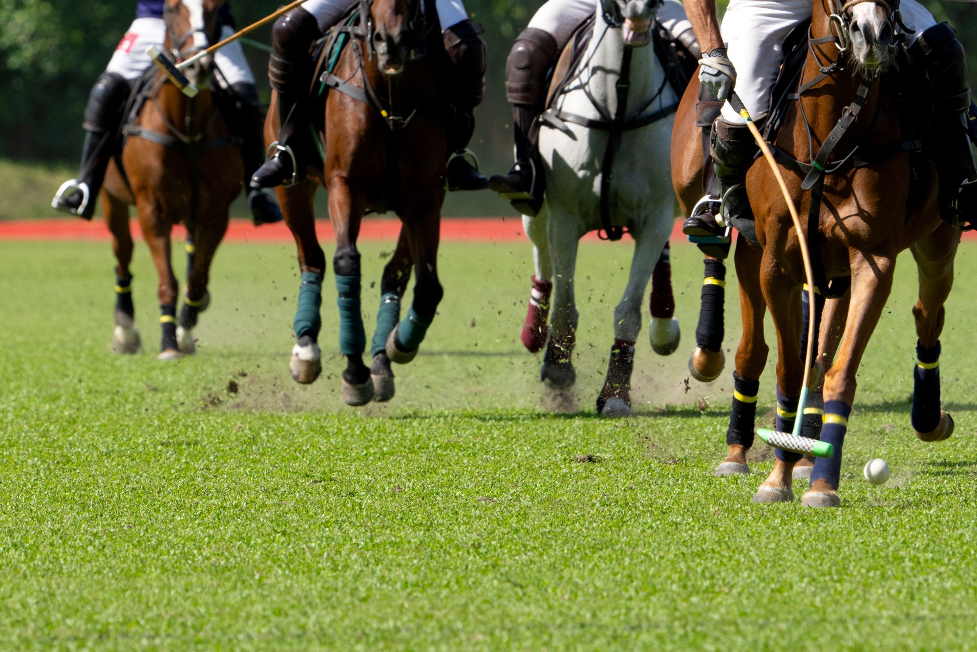 polo 1.jpg