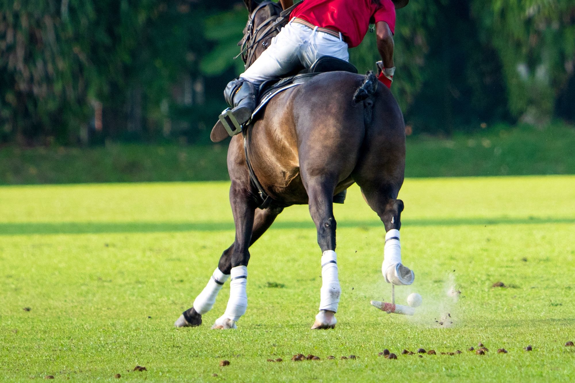 polo 2.jpg