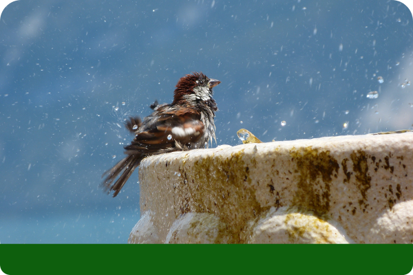 Bird taking a bath in a water fountain