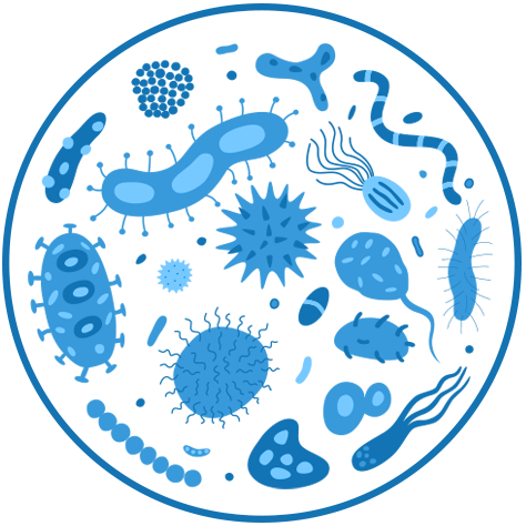 bacteria.png