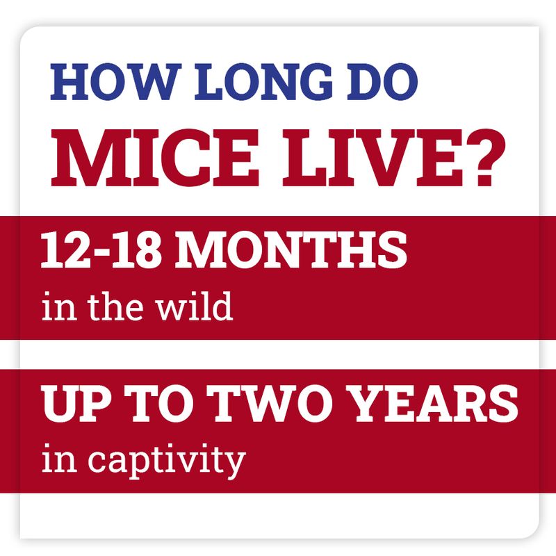 Mice and rodent pest facts