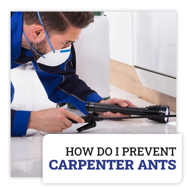 carpenter-ants.jpg