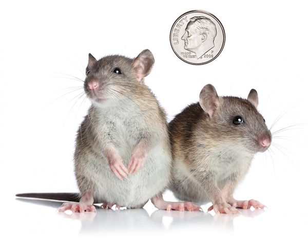 mouse-dime.jpg