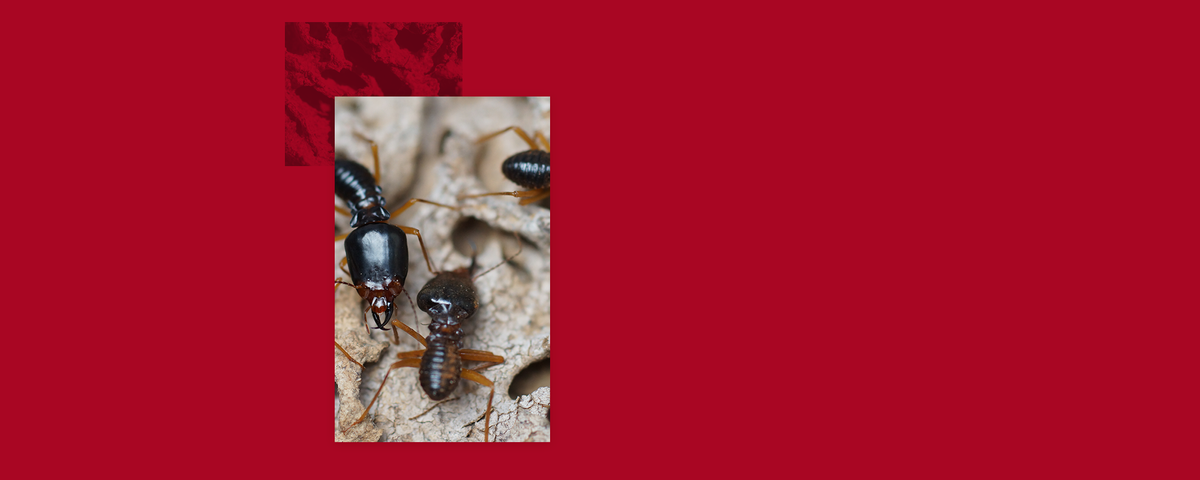 Hackensack NJ termite and pest control