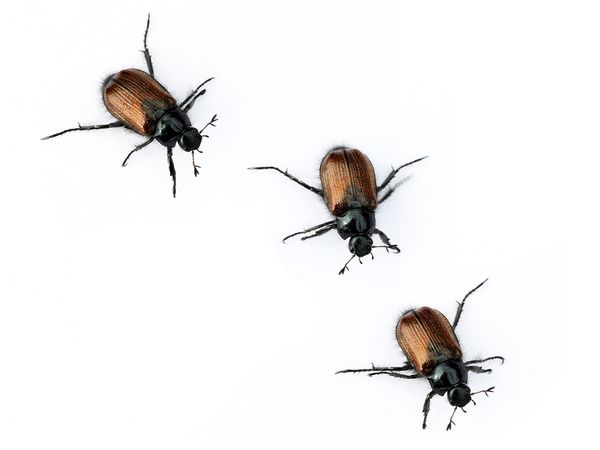 Three beetles on a white background