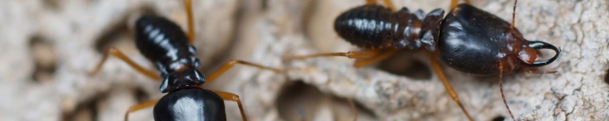 Closter NJ termite and pest control