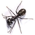 carpenter ant.jpg