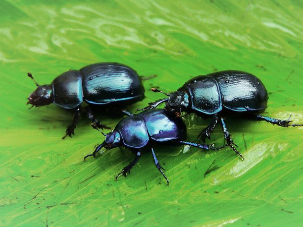 Beetles walking across a leaf
