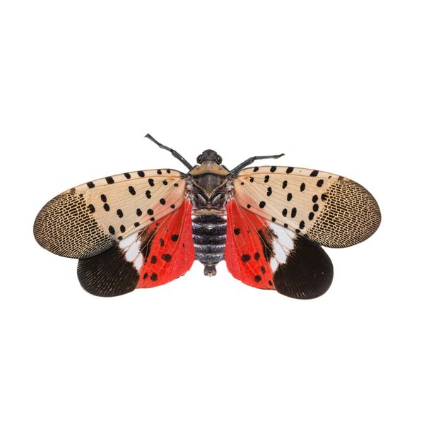 lanternfly.jpg