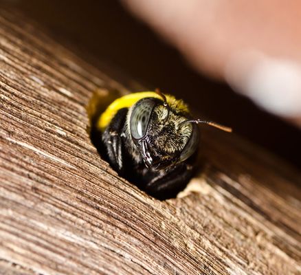 carpenter-bee-in-exit-hole.jpg