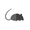 Rodent control in Demarest, NJ