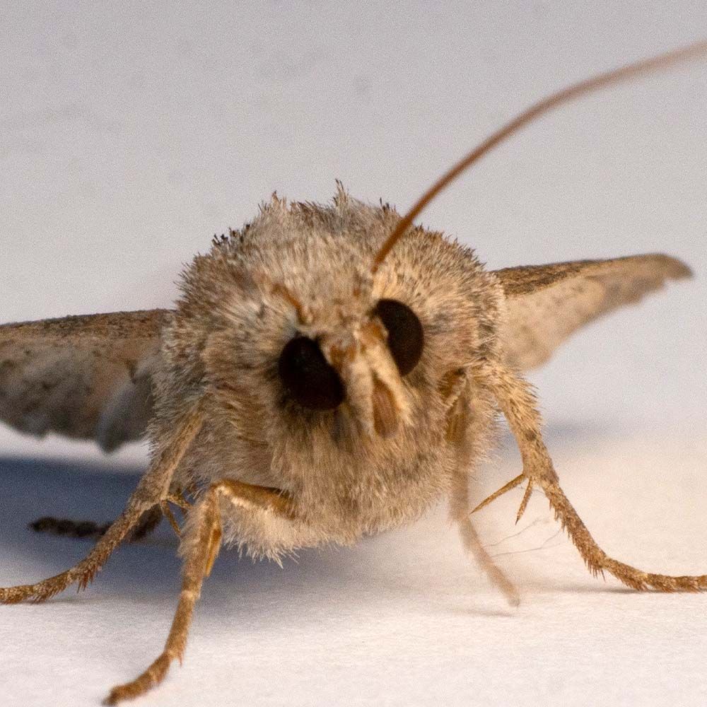 moth 1.jpg