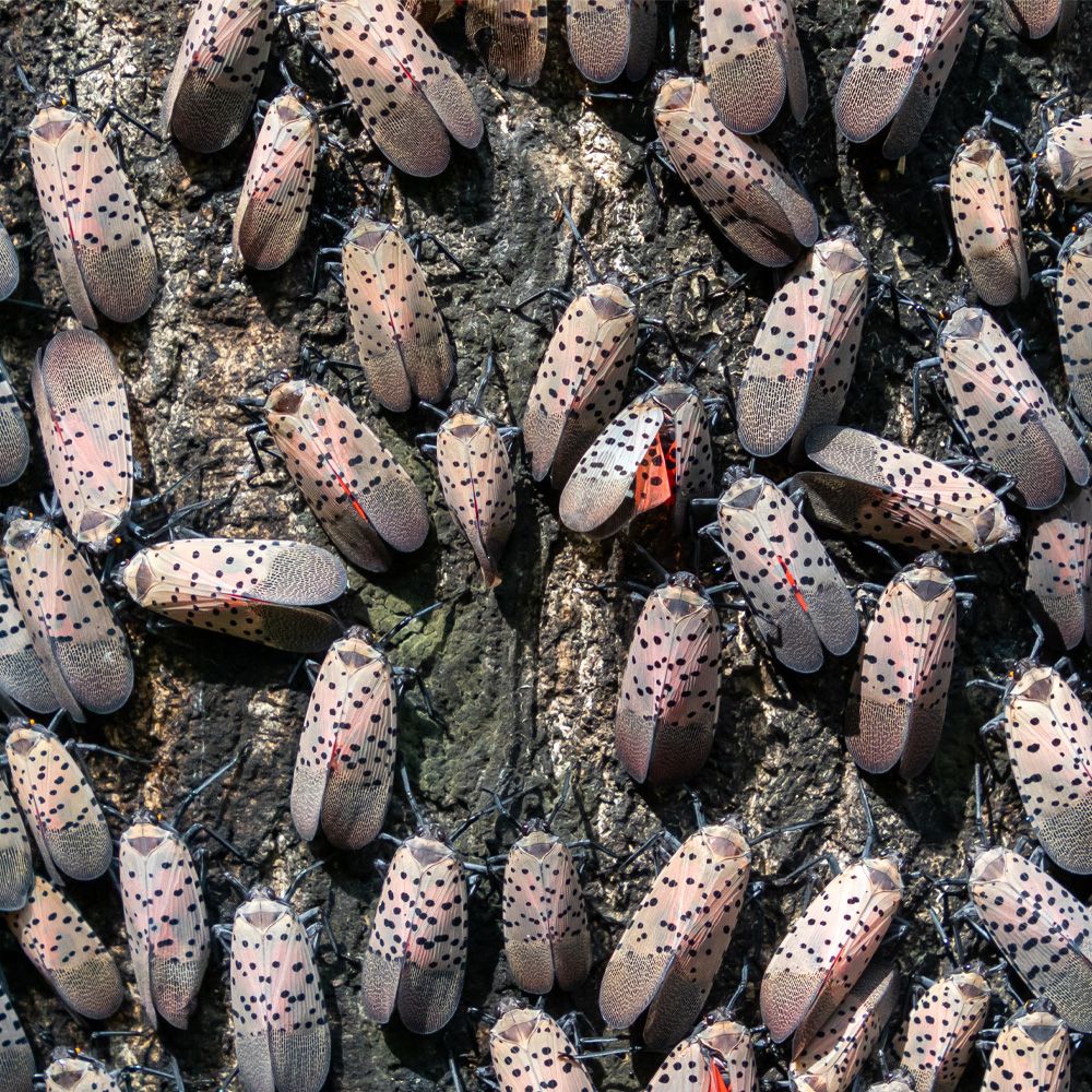 many lanternflies.jpg