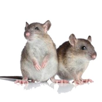 Rodent control in Paramus, NJ
