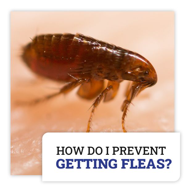 fleas image.jpg