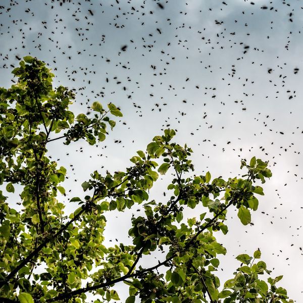insect swarm