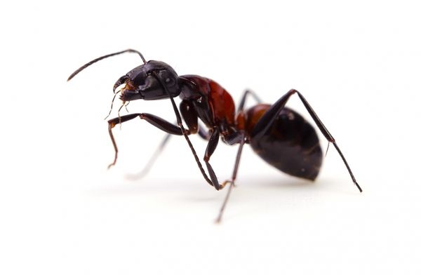 carpenter-ant.jpg