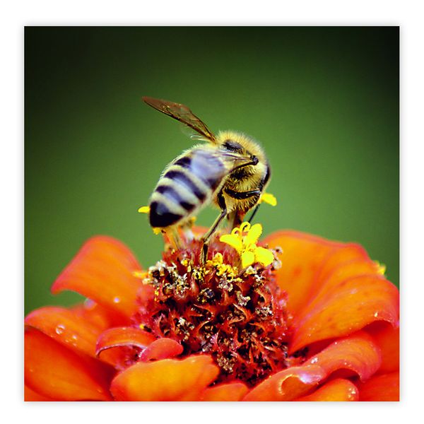 bee-flower.jpg