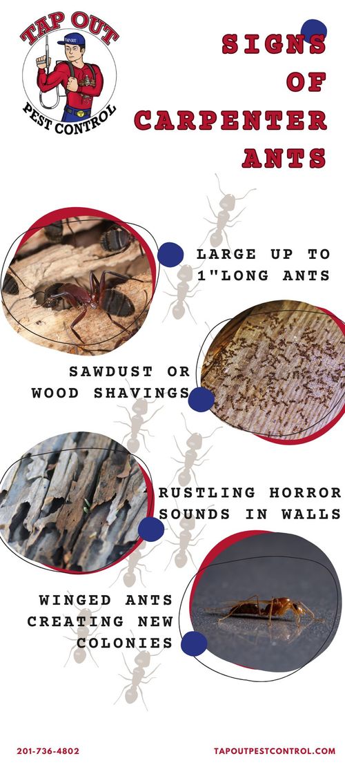 M6693 - What are the Signs of Carpenter Ants in the House.jpg