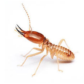 Alpine NJ termite and pest control