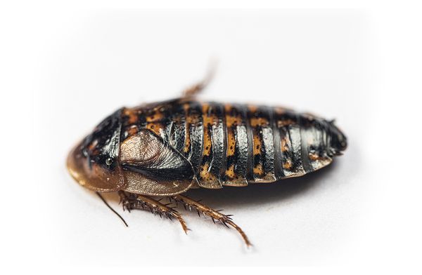 cockroach.jpg