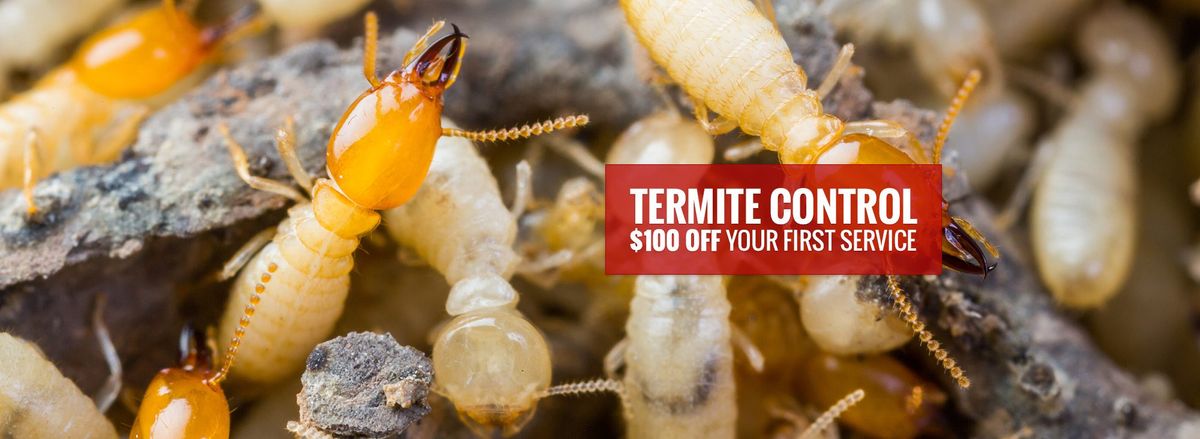 termite control.jpg