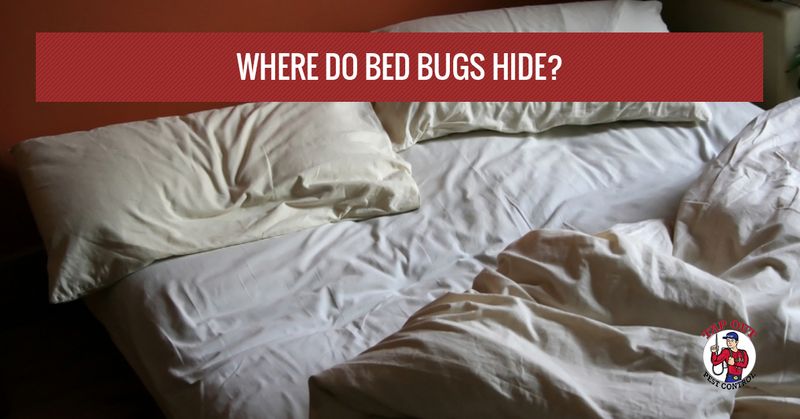 Bed Bug Treatment Hoboken Where Do, Can Bed Bugs Live In Duvets