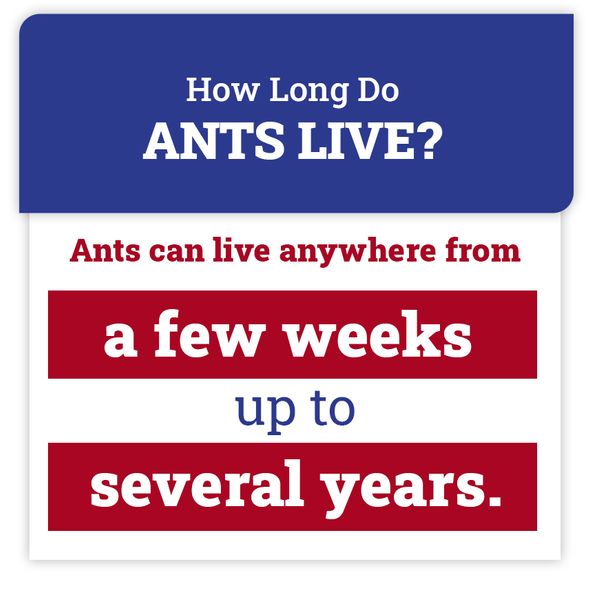 ant-facts.jpg