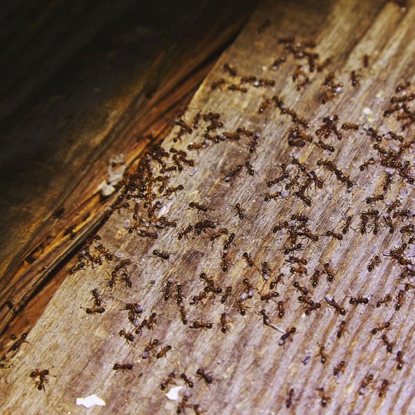 What are the Signs of Carpenter Ants in the House -IMG 2.jpg