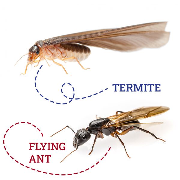 termite-vs-flyingant.jpg