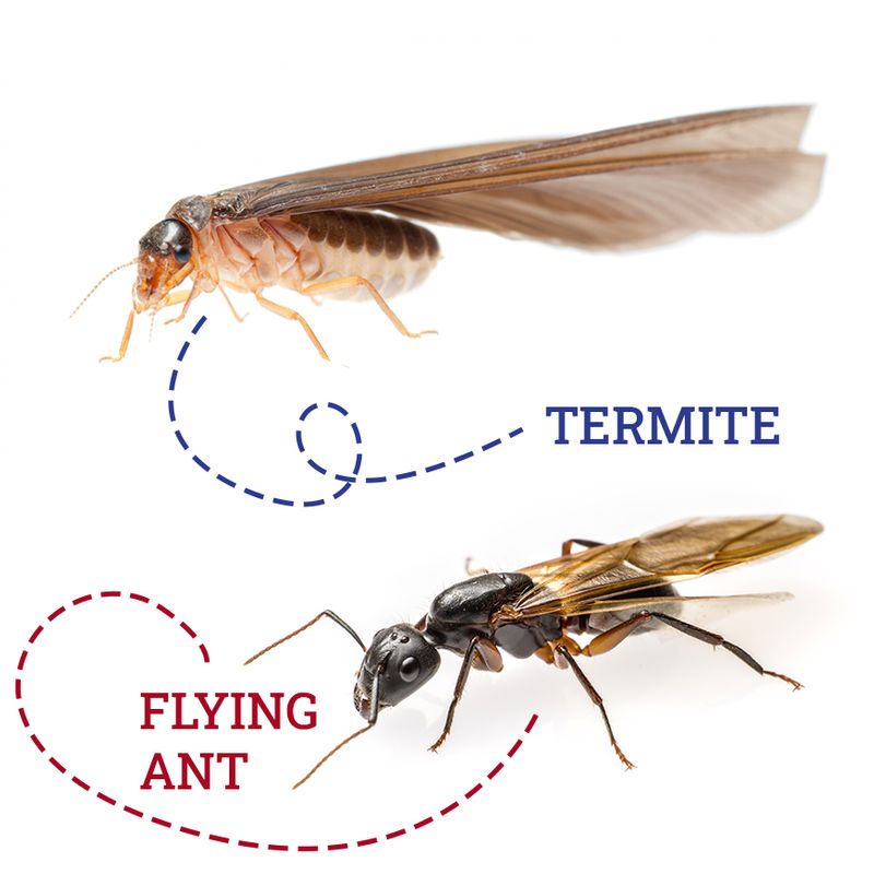 Termite vs flying ant comparison