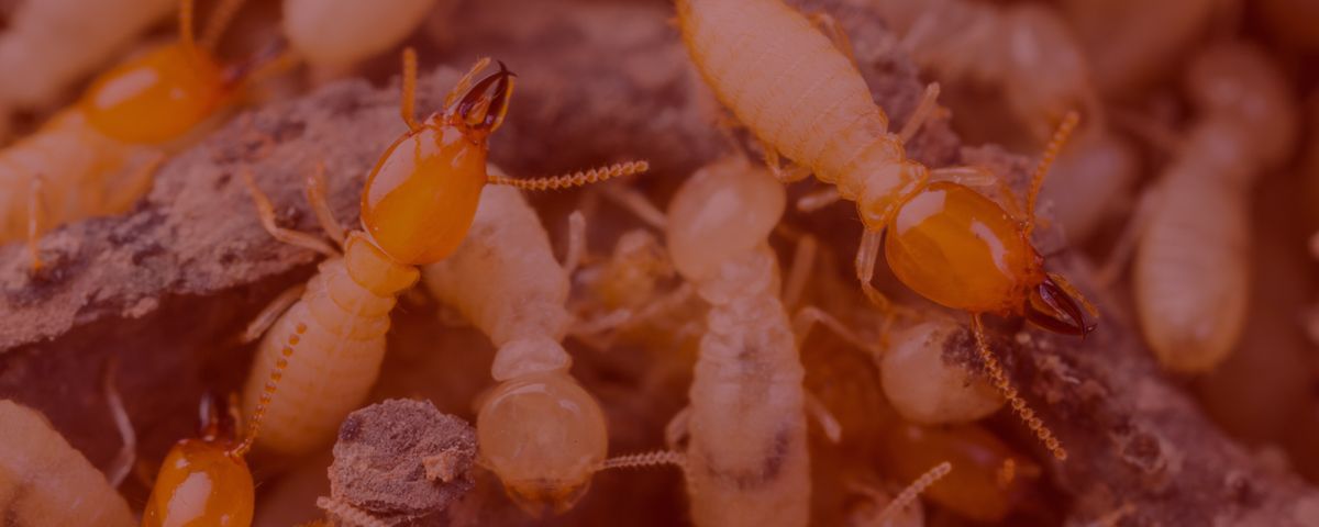 Northvale NJ termite and pest control