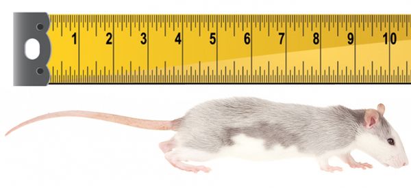 rat-lengtch.jpg