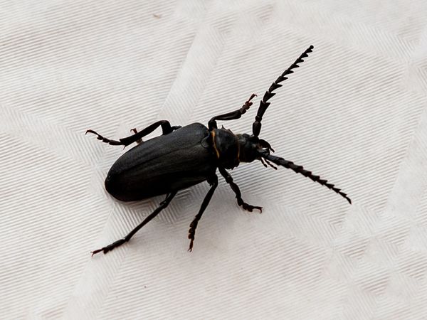 Beetle walking on a fabric tablecloth