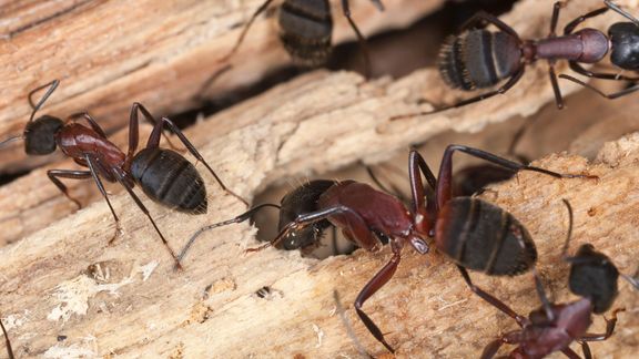 M6693 - Blog - What are the Signs of Carpenter Ants in the House.jpg