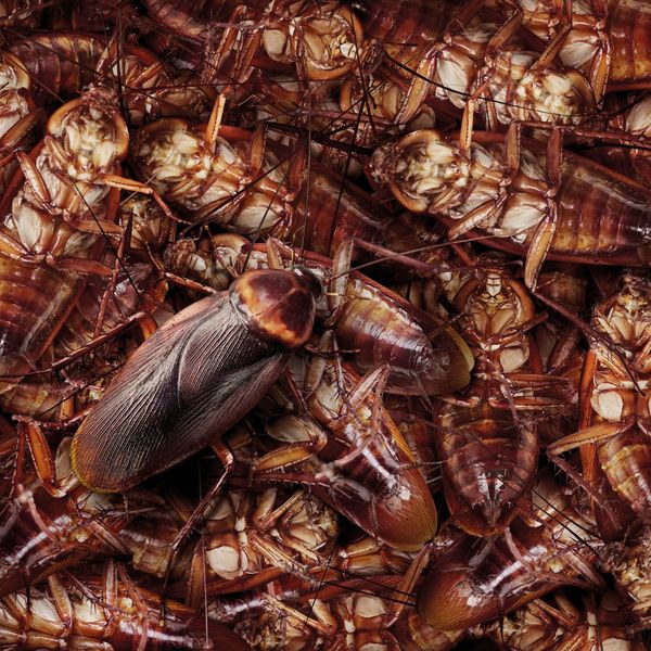 cockroach swarm